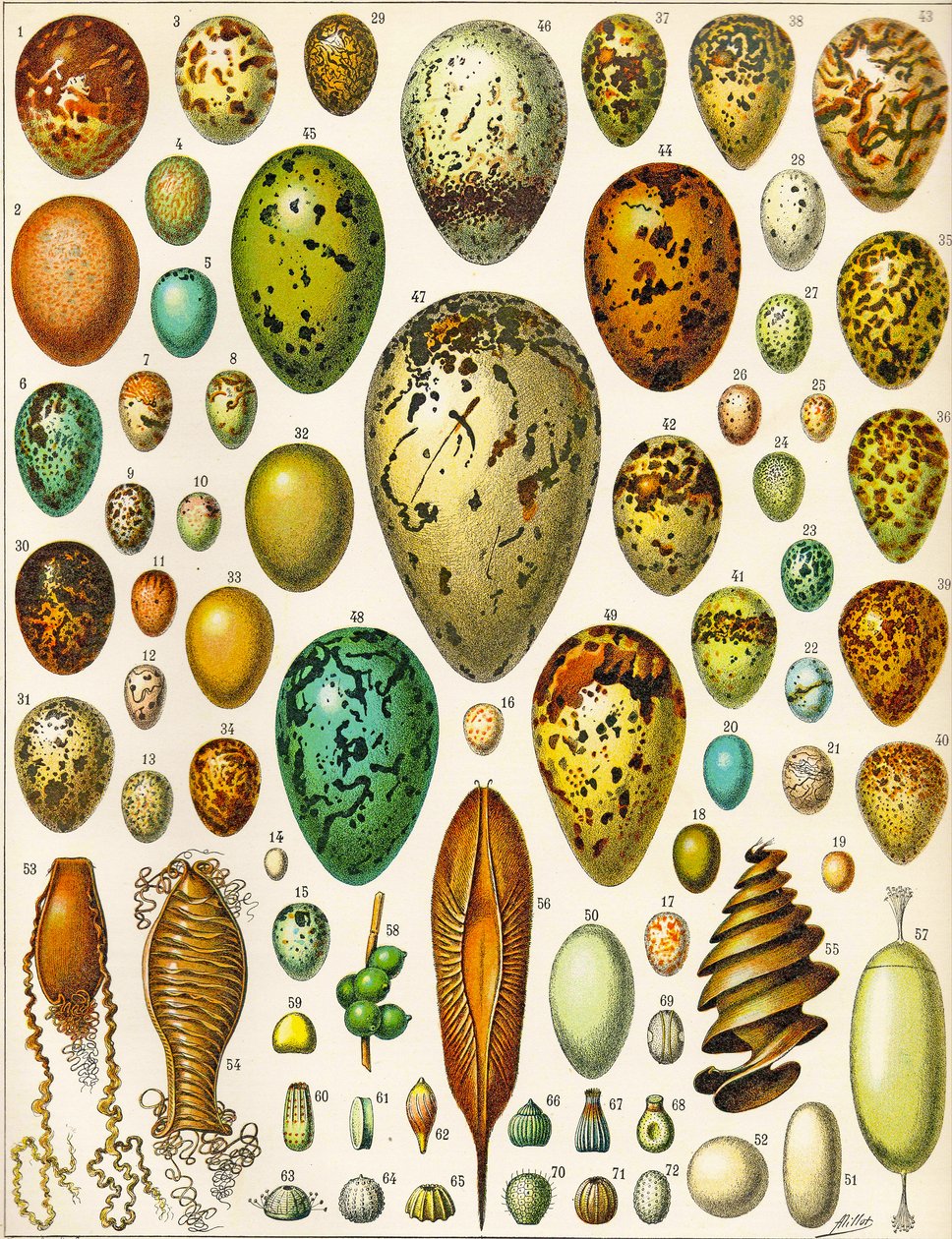 Illustration av ägg c.1923 av Adolphe Philippe Millot