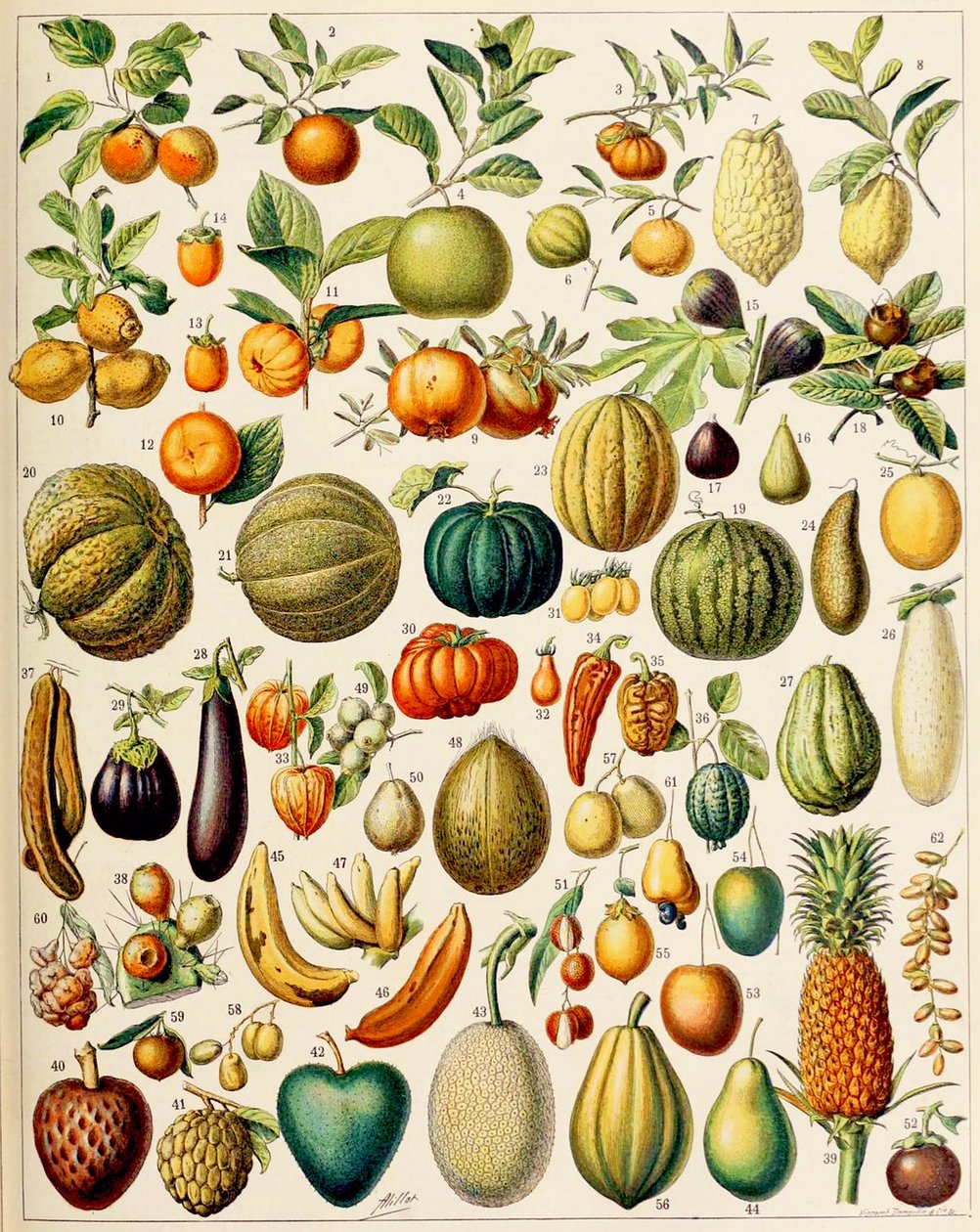Illustration av frukt c.1923 av Adolphe Philippe Millot