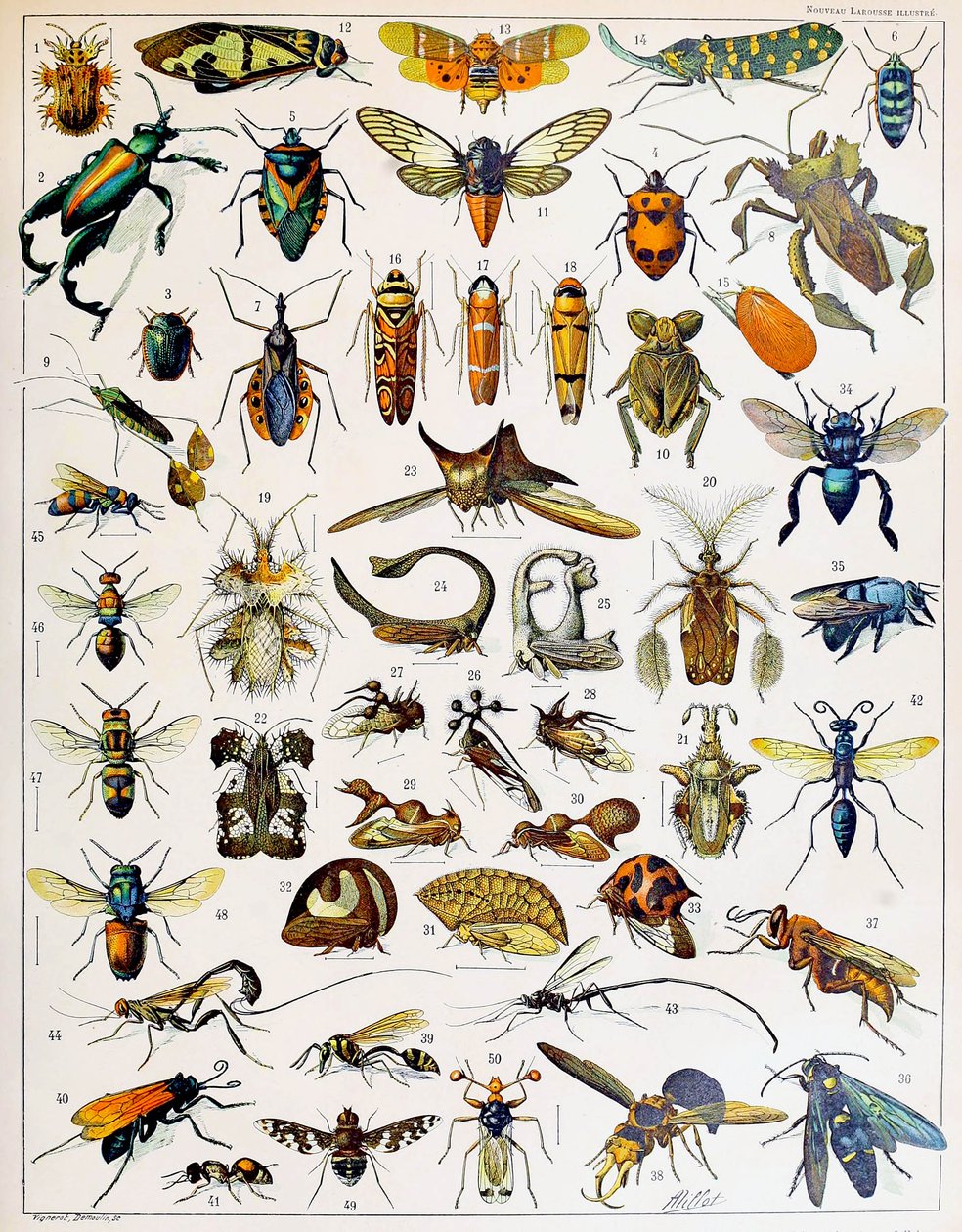 Illustration av insekter c.1923 av Adolphe Philippe Millot