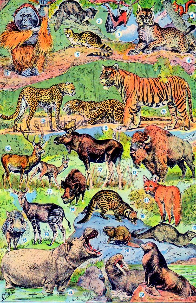 Illustration av vilda djur c.1923 av Adolphe Philippe Millot