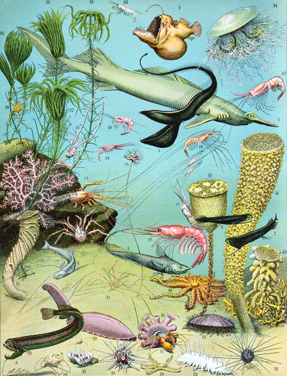 Illustration av ett djuphavsekosystem c.1923 av Adolphe Philippe Millot