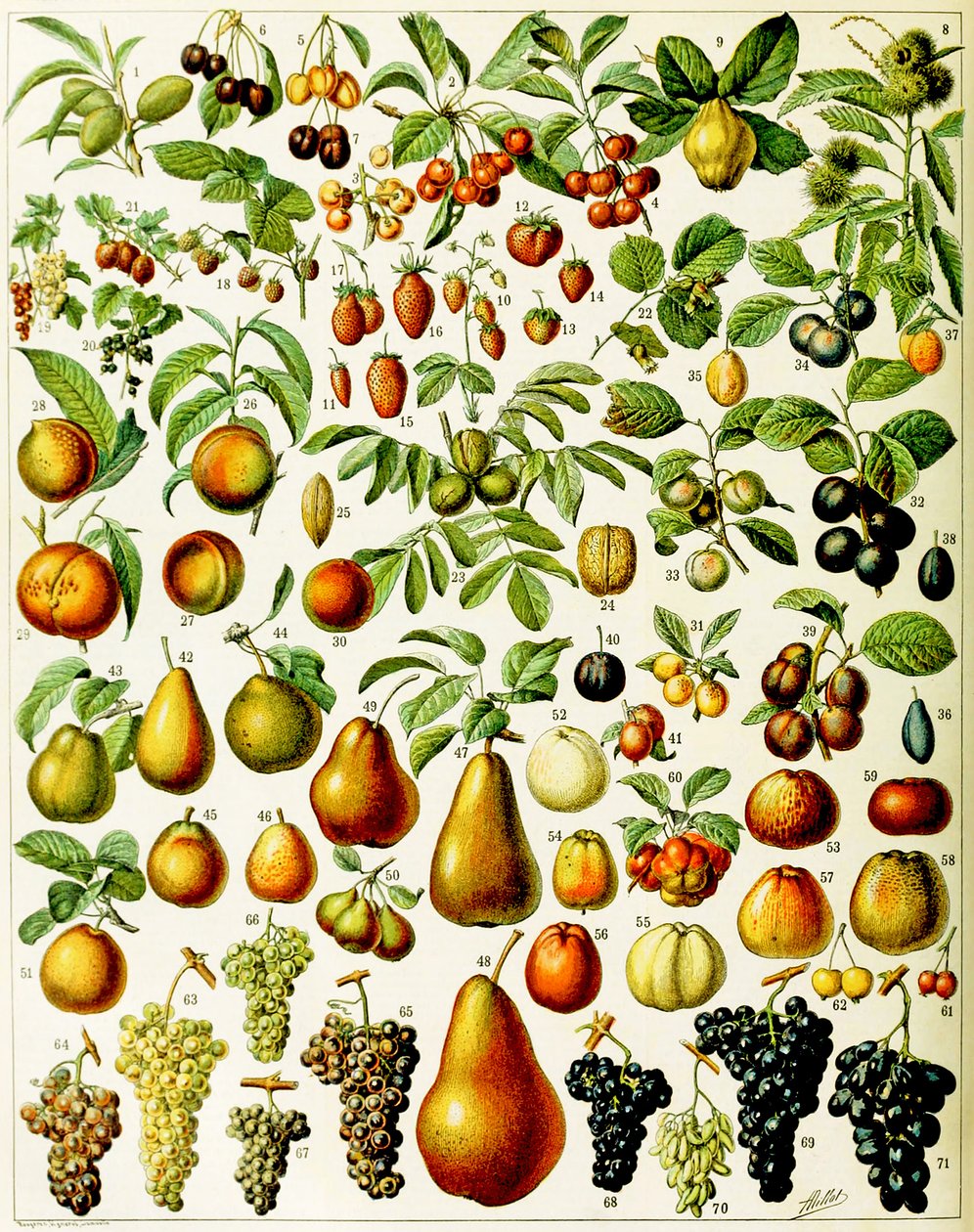 Illustration av frukt c.1923 av Adolphe Philippe Millot