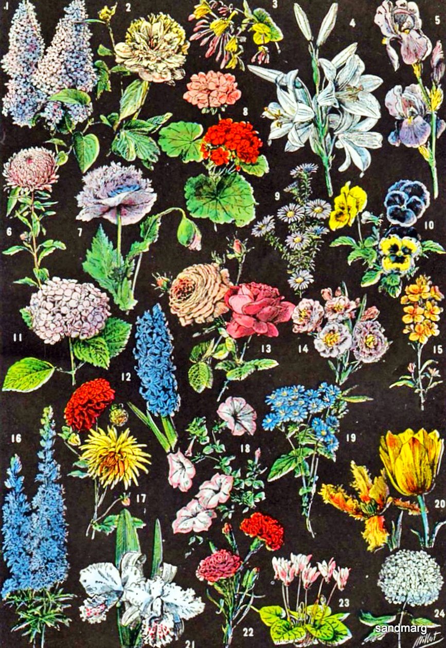 Illustration av trädgårdsblommor c.1923 av Adolphe Philippe Millot