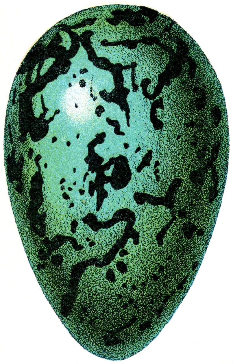 Puffin Egg, 1923 av Adolphe Philippe Millot