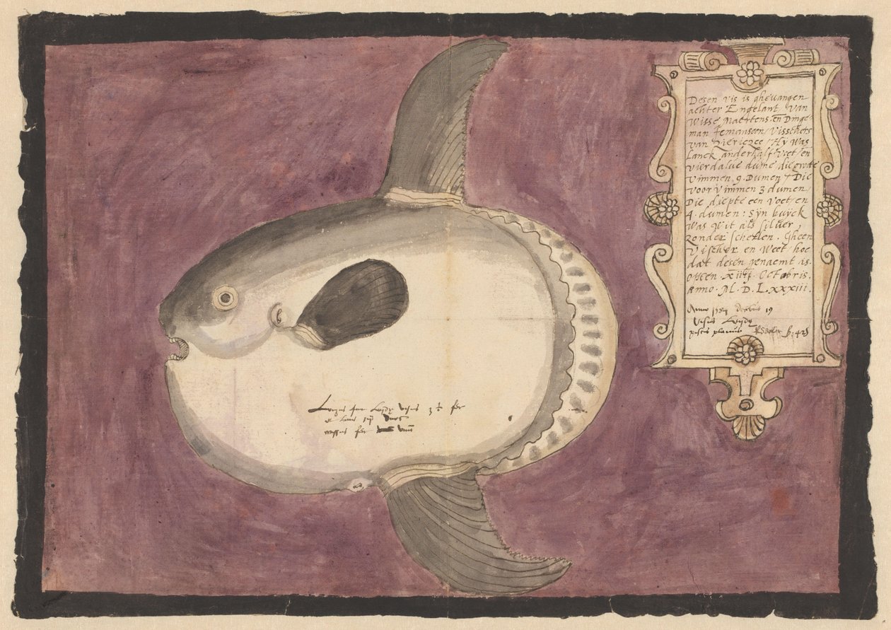 Havssolfisk (Mola mola) av Adriaen Coenen