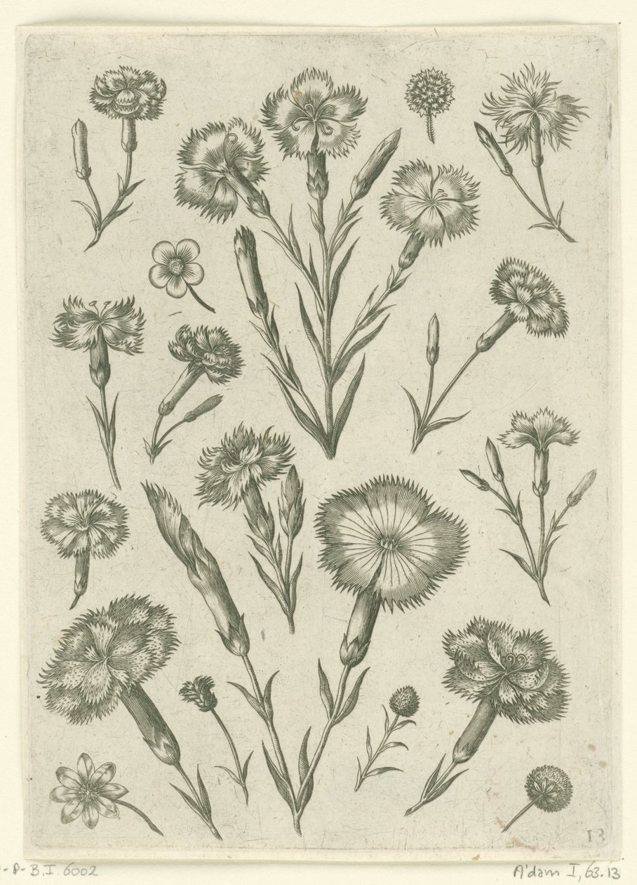 Olika ilska Florilegium (serietitel) av Adriaen Collaert
