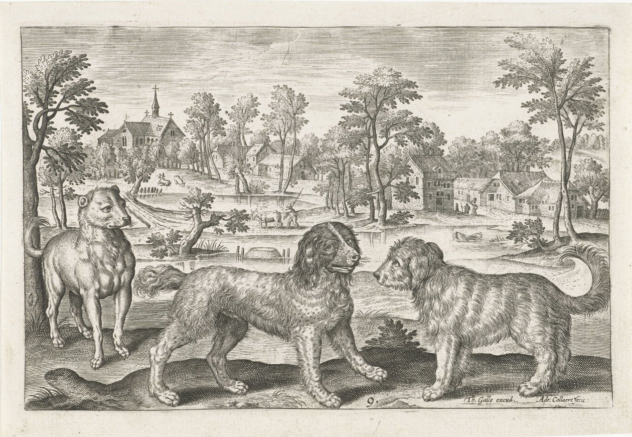 Hundar Fyrbenta djur (serietitel) Animalivm Qvaddrvpedvm (serietitel) av Adriaen Collaert