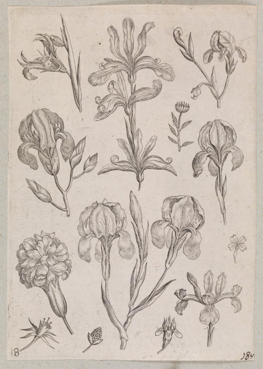 Iris av Adriaen Collaert