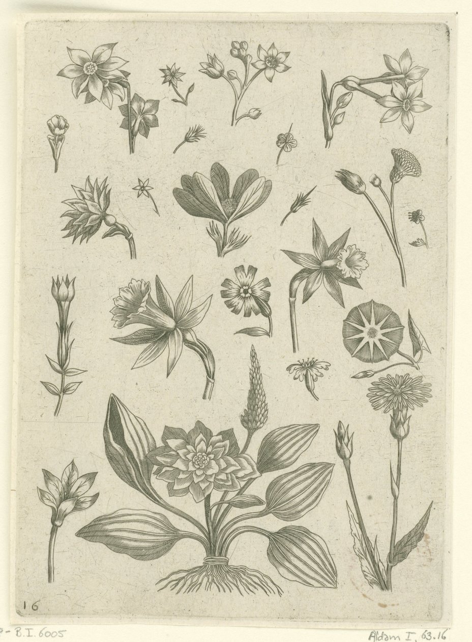 Olika blommor, inklusive trumpetpåskliljor Florilegium (serietitel) av Adriaen Collaert