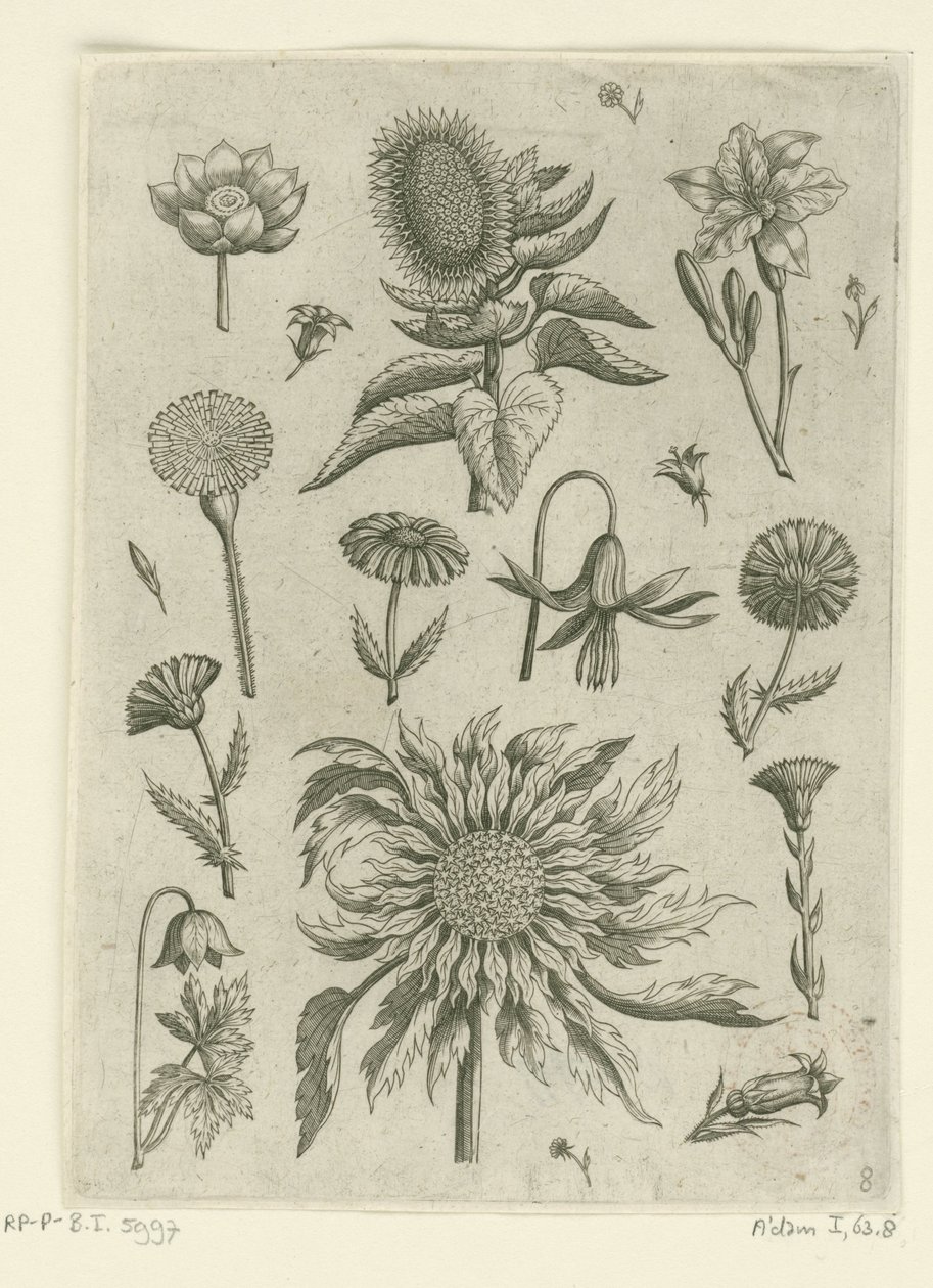 Solros och andra blommor. Florilegium (serietitel) av Adriaen Collaert