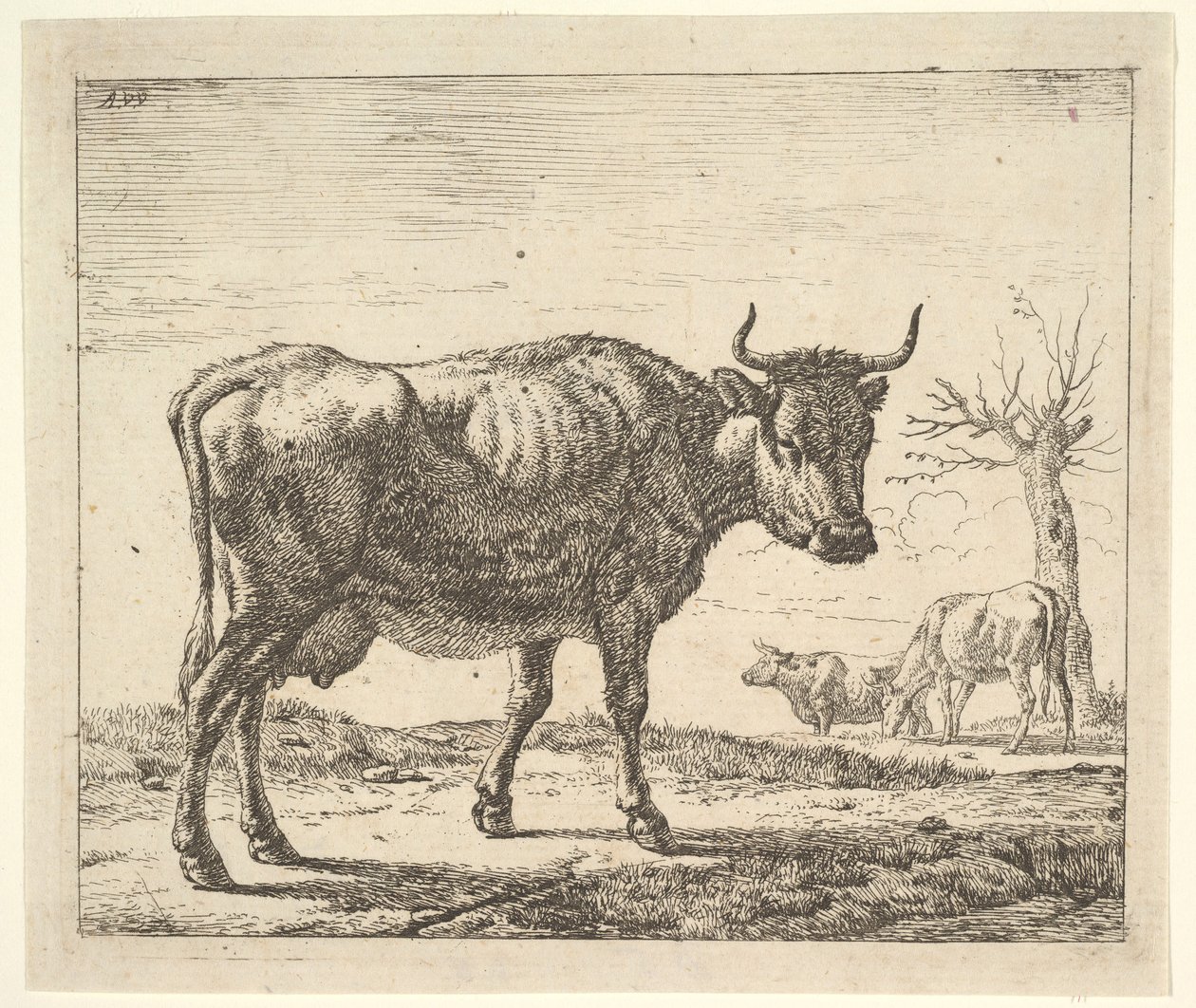 Tre kor, från olika djur. av Adriaen van de Velde