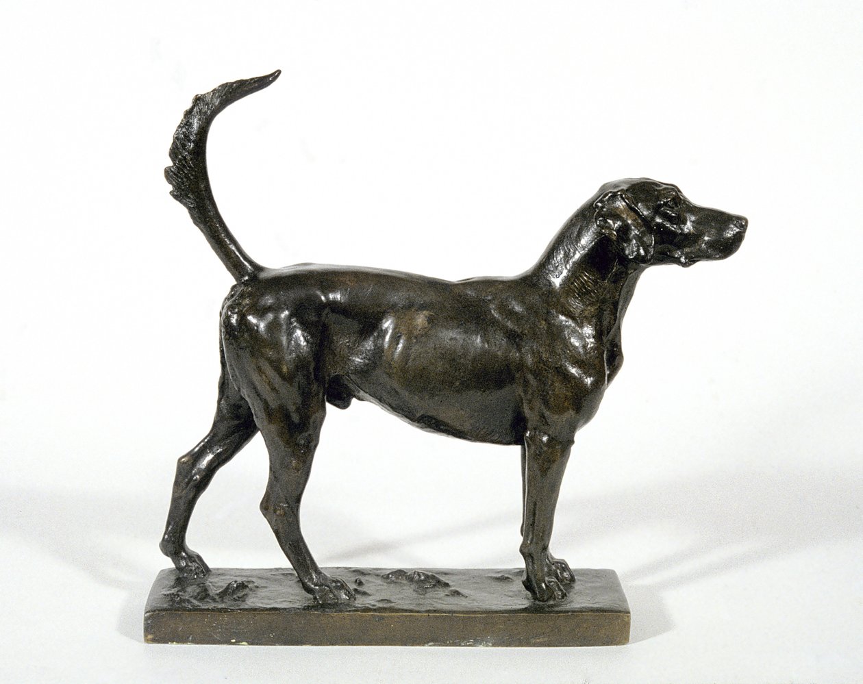 The Hound "Pytchley Forager" av Adrian Jones