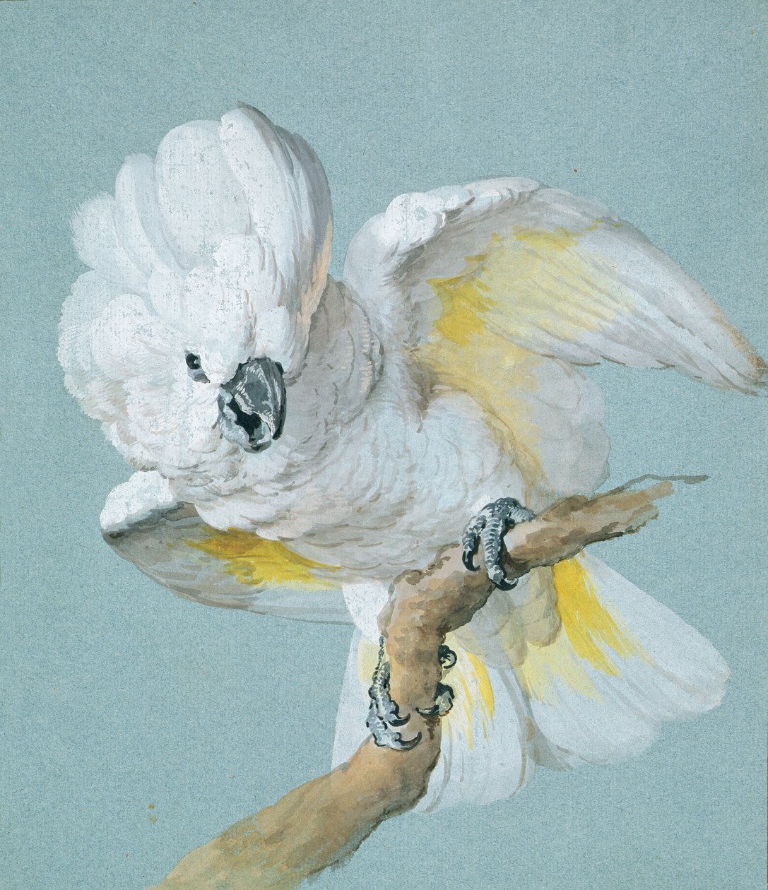 En stor vitkakadua (gouache på blått papper) av Aert Schouman