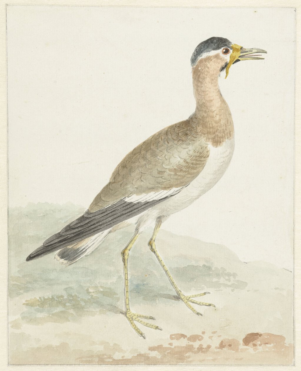 En gulvattlad vipa av Aert Schouman (possibly)