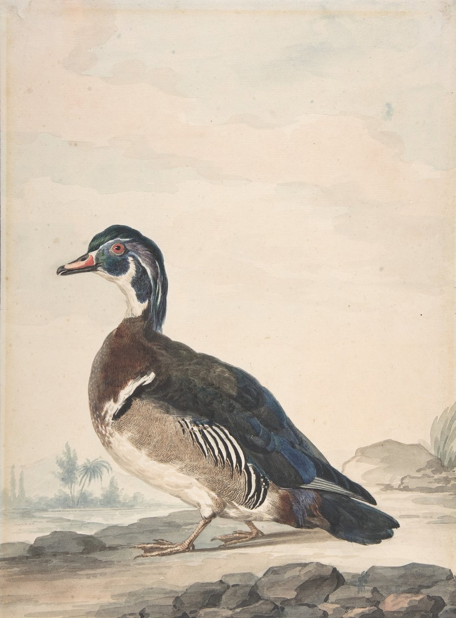 En anka, 1725-92. av Aert Schouman