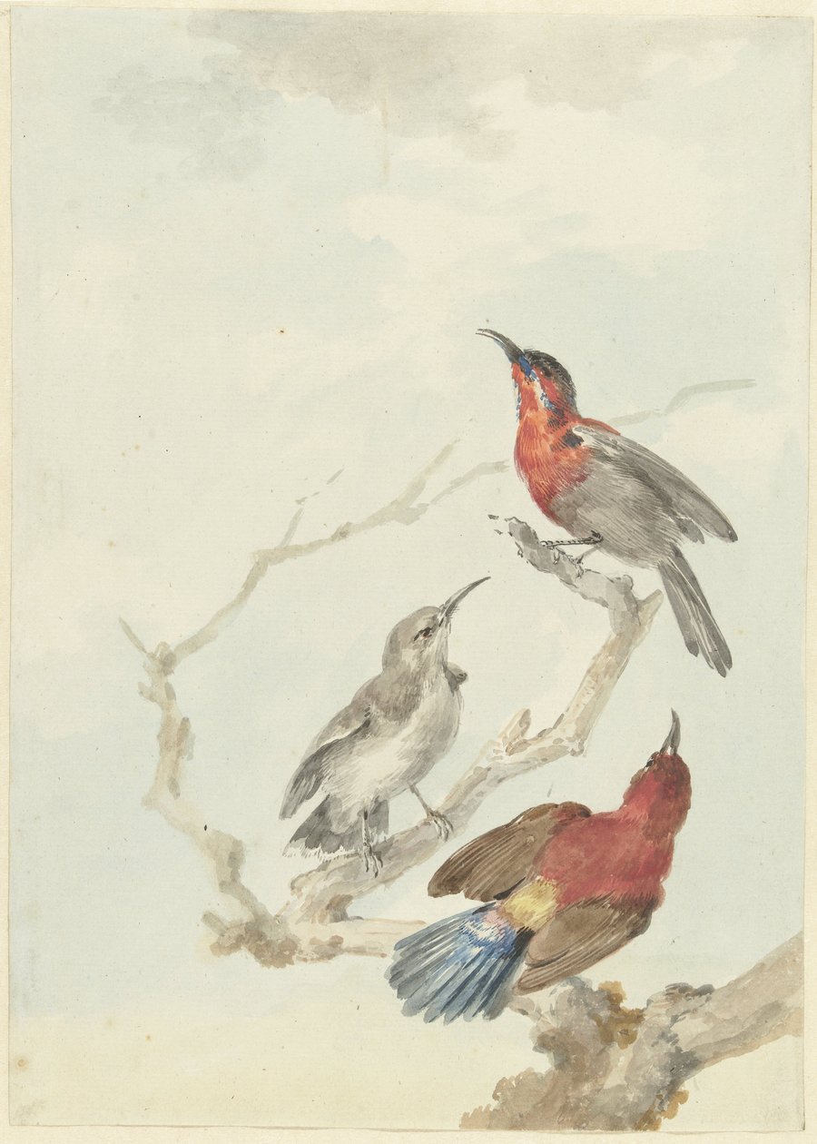 Tre Crimson Sunbirds av Aert Schouman