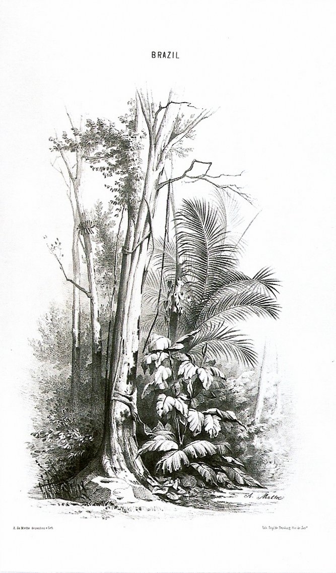 View of a forest - Brazil av Agostinho Jose da Mota