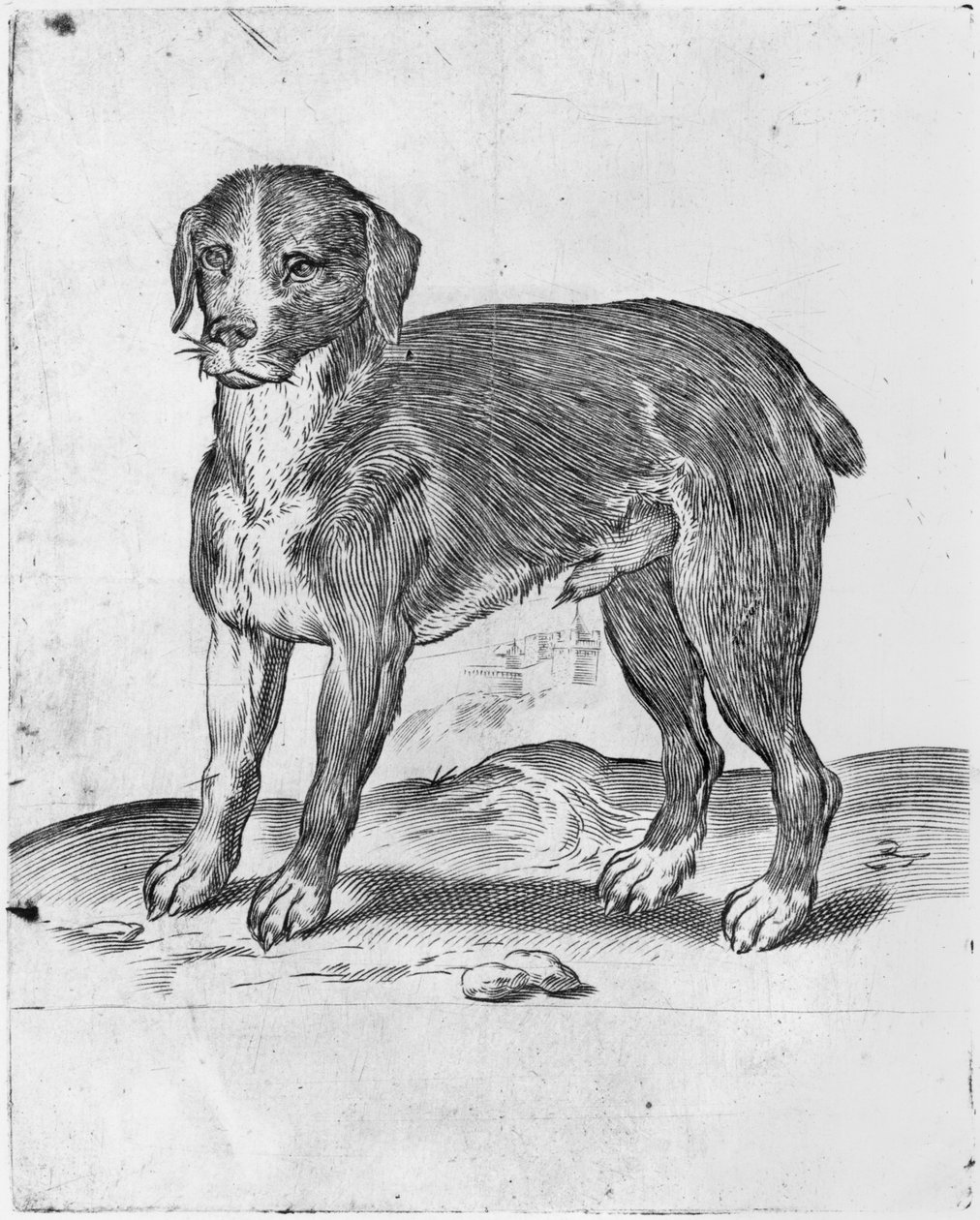 Hunde swed av Agostino Carracci