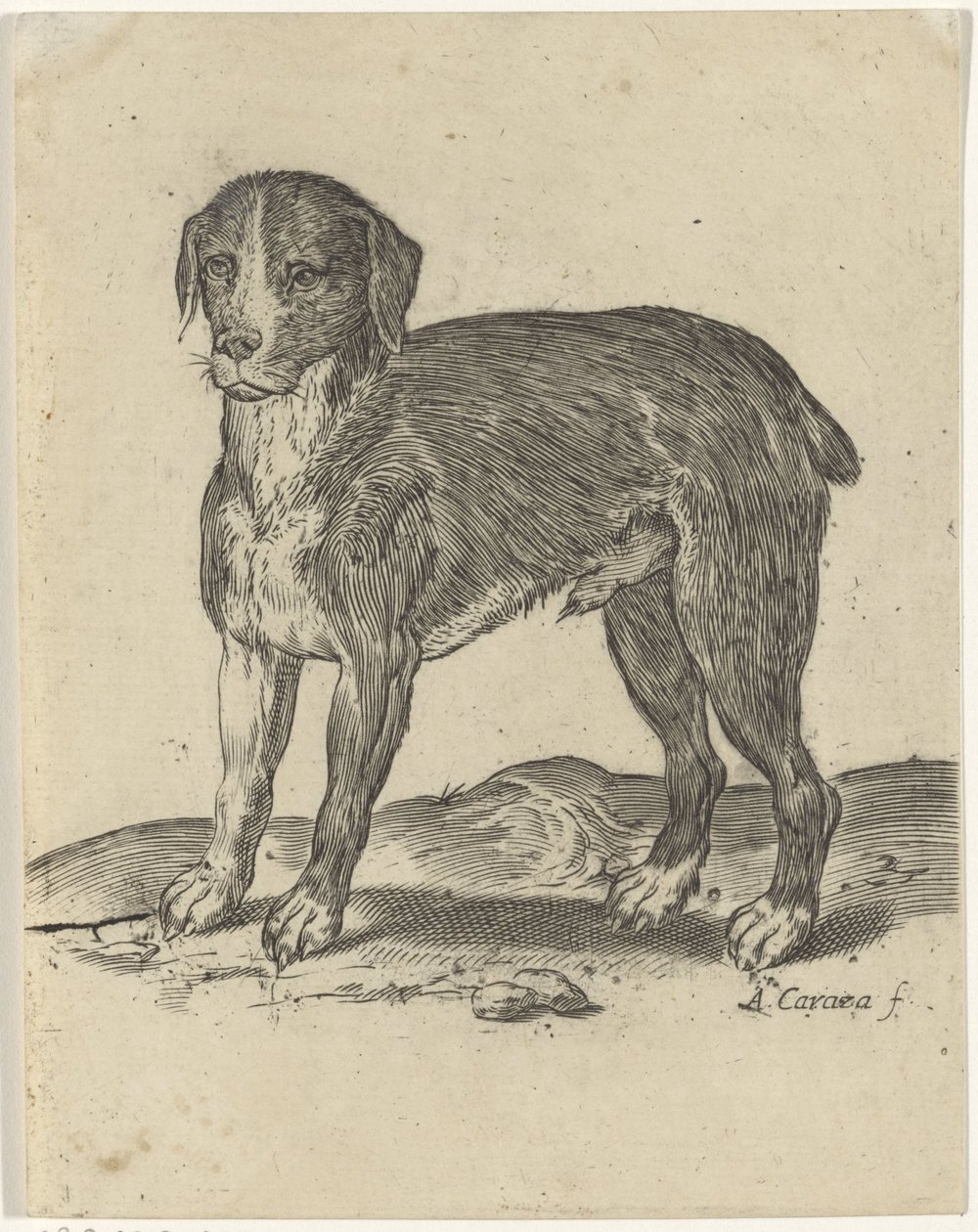 stående hund av Agostino Carracci