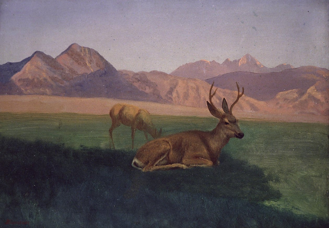 Deer av Albert Bierstadt