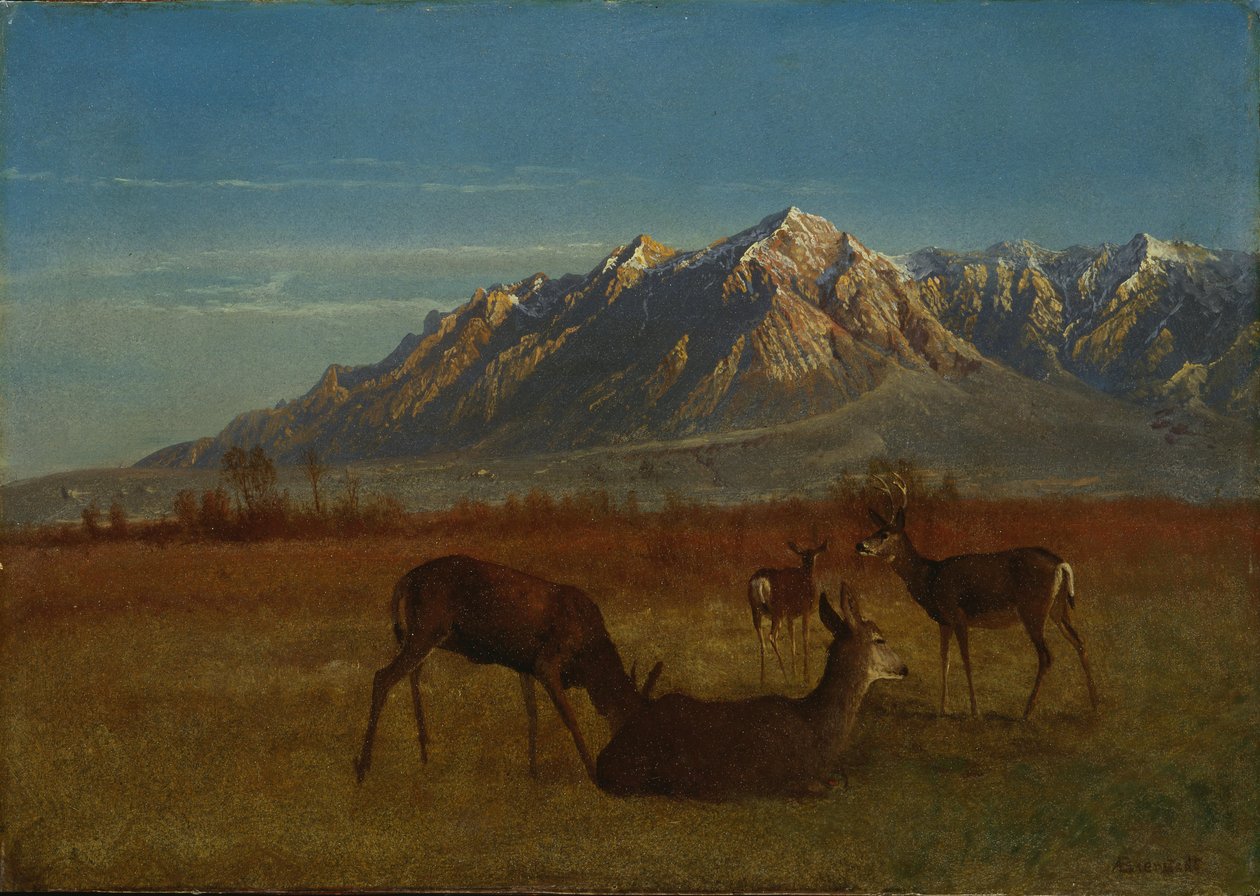 Deer in Mountain Home av Albert Bierstadt
