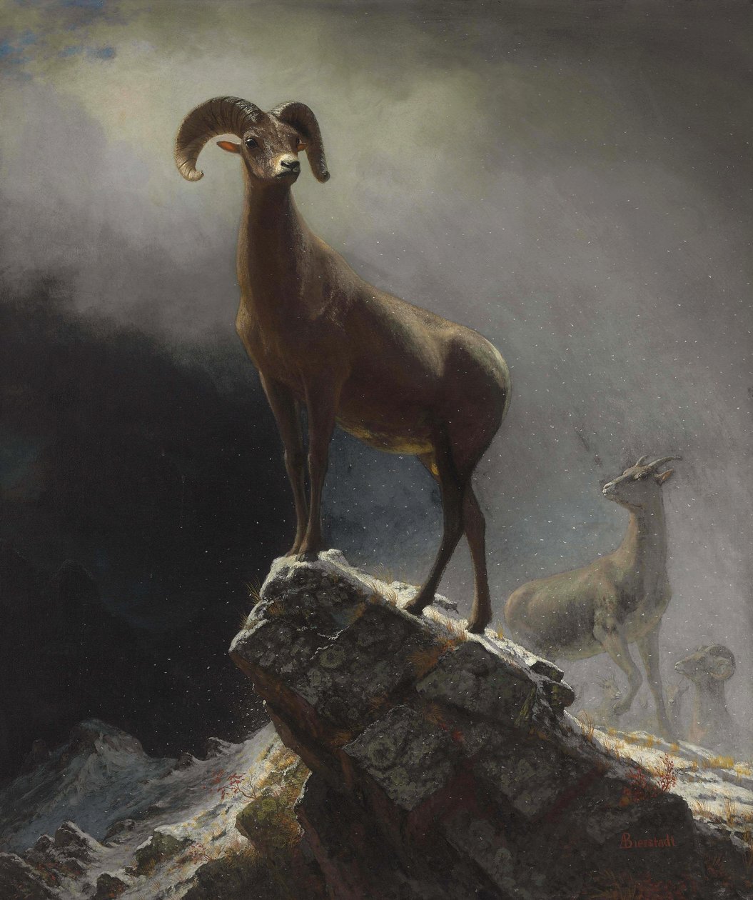 Rocky Mountain Sheep or Big Horn, Ovis, Montana av Albert Bierstadt