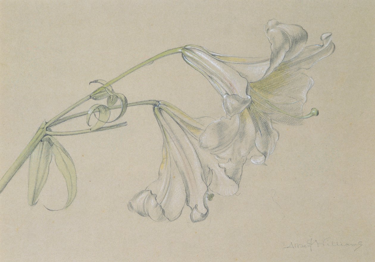 Lily (wc, penna och krita på papper) av Albert Williams