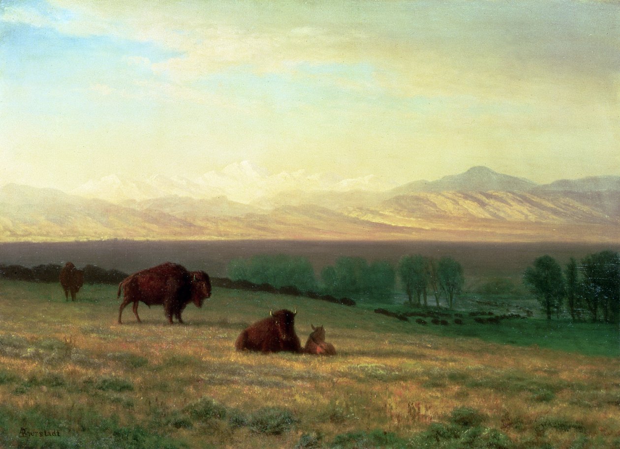 Buffalo on the Plains, ca 1890 av Albert Bierstadt