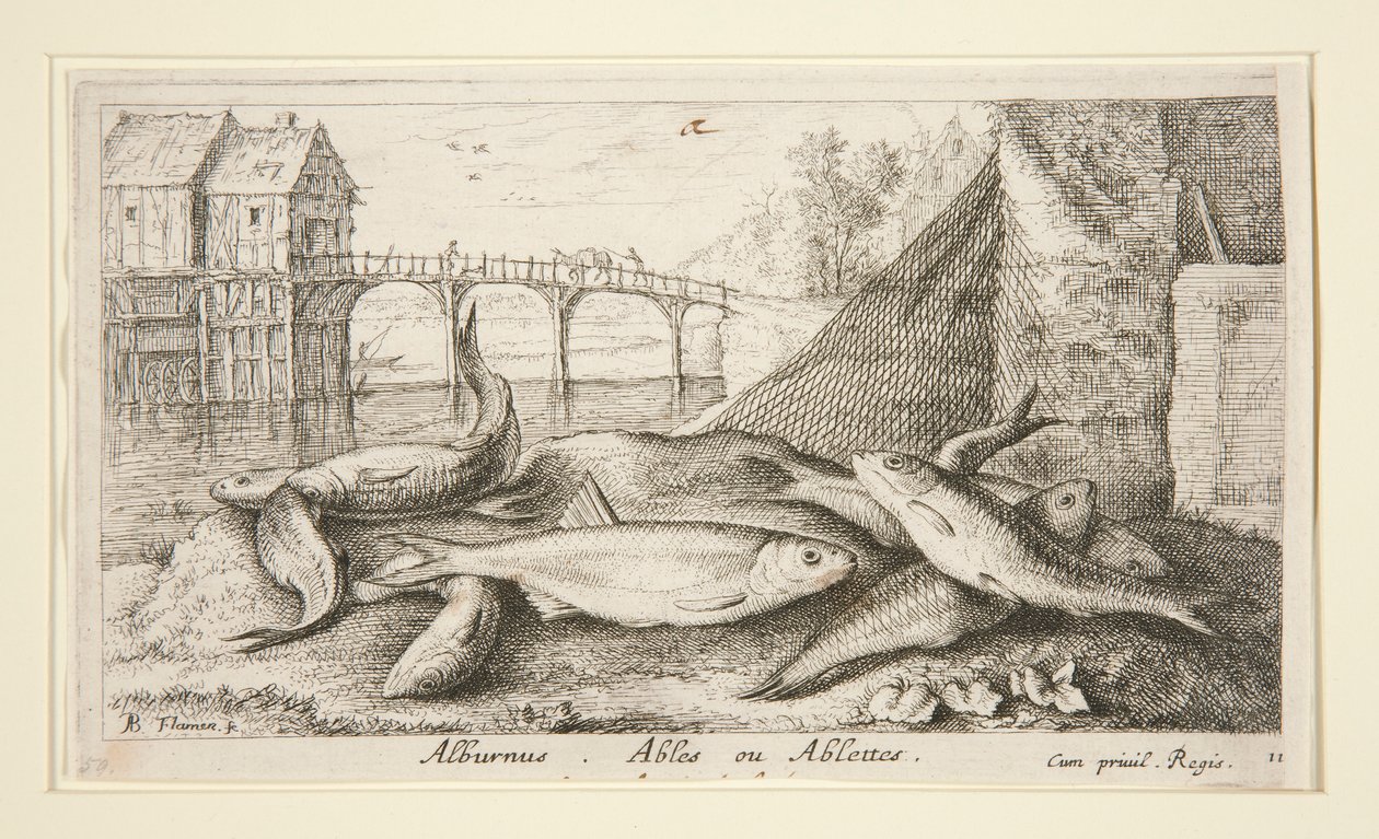Alburnus. Ables eller Ables av Albert Flamen