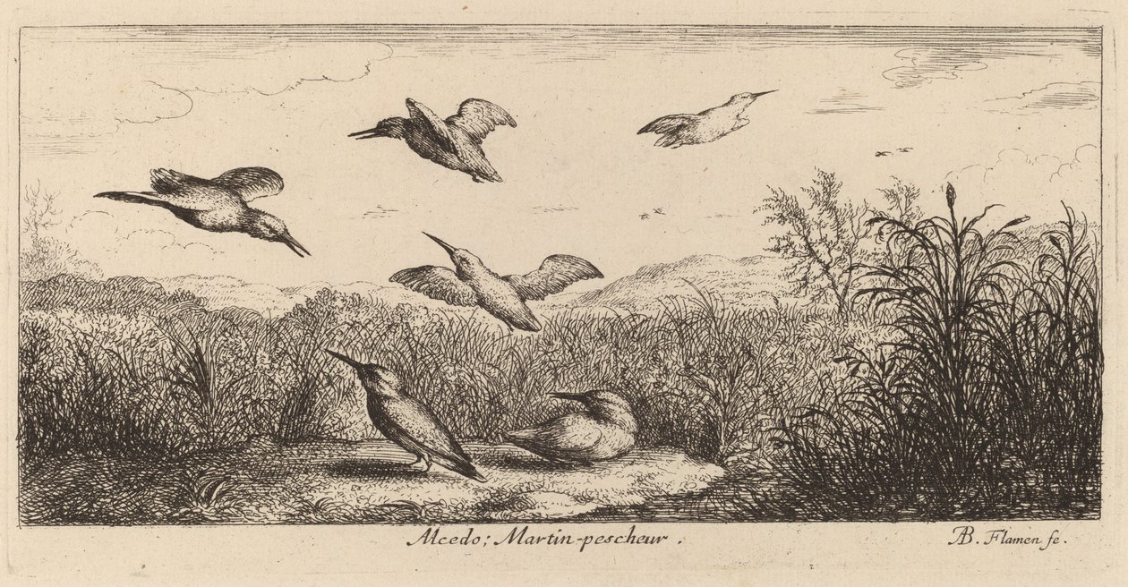 Alcedo, Kungsfiskaren av Albert Flamen