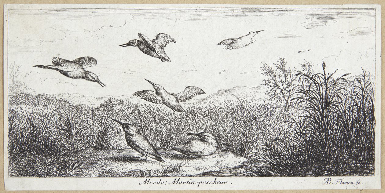 Kungsfiskaren (Alcedo) av Albert Flamen