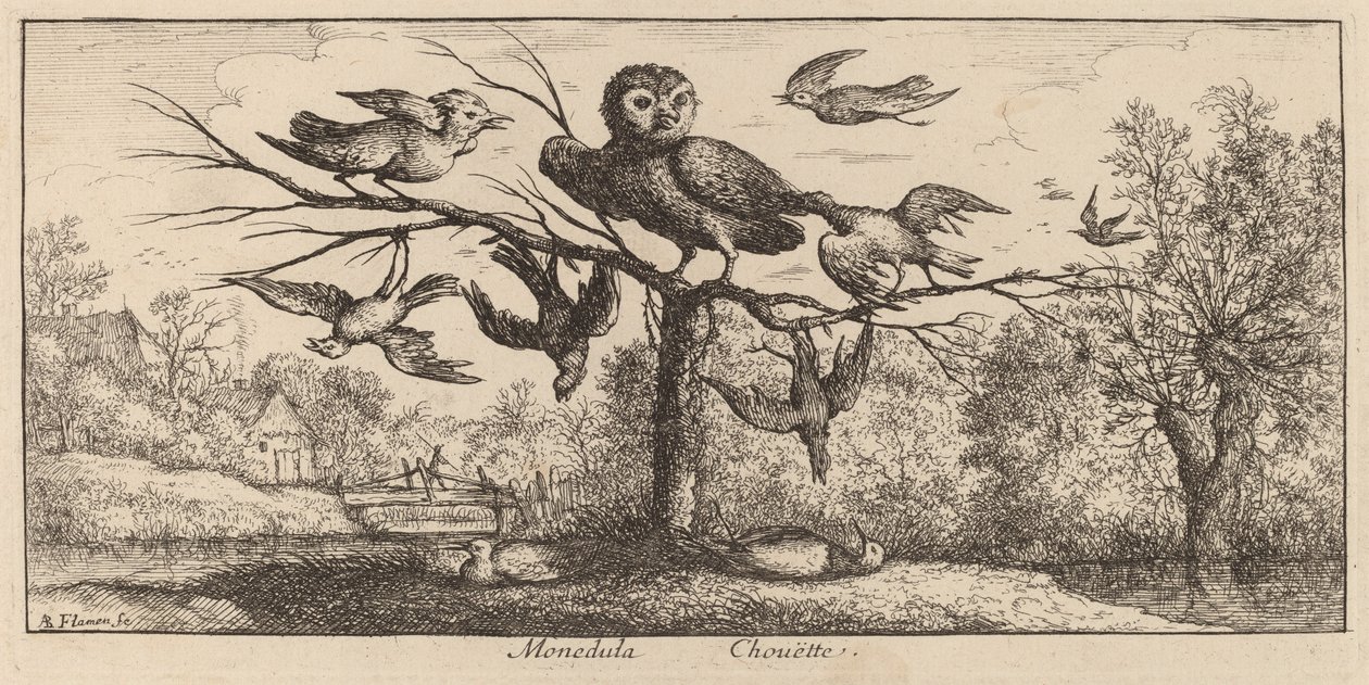 Monedula, ugglan av Albert Flamen