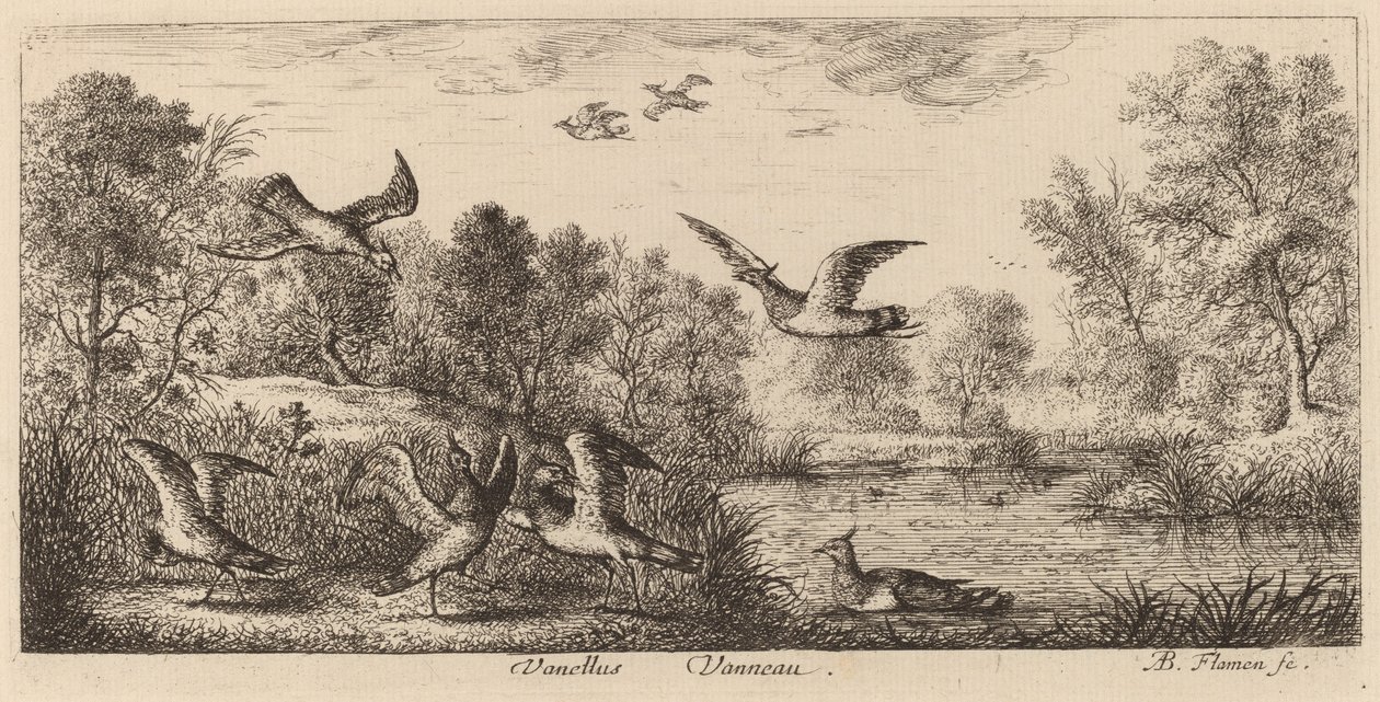 Vanellus, Vipan av Albert Flamen