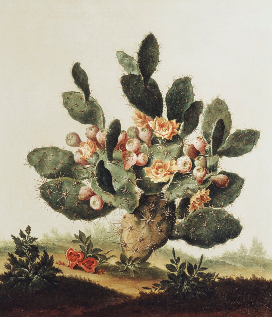 Stilleben av en kaktus av Albert van der Eeckhout