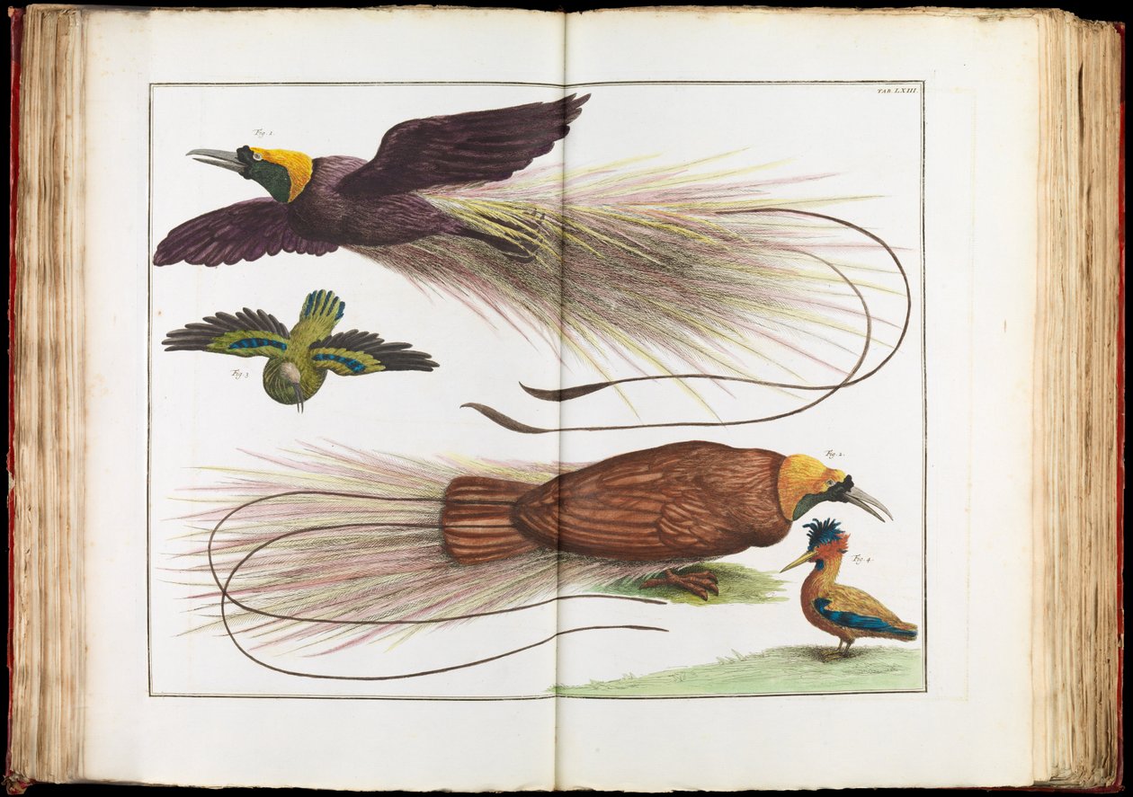 Paradisfåglar, Paradisaeidae av Albertus Seba