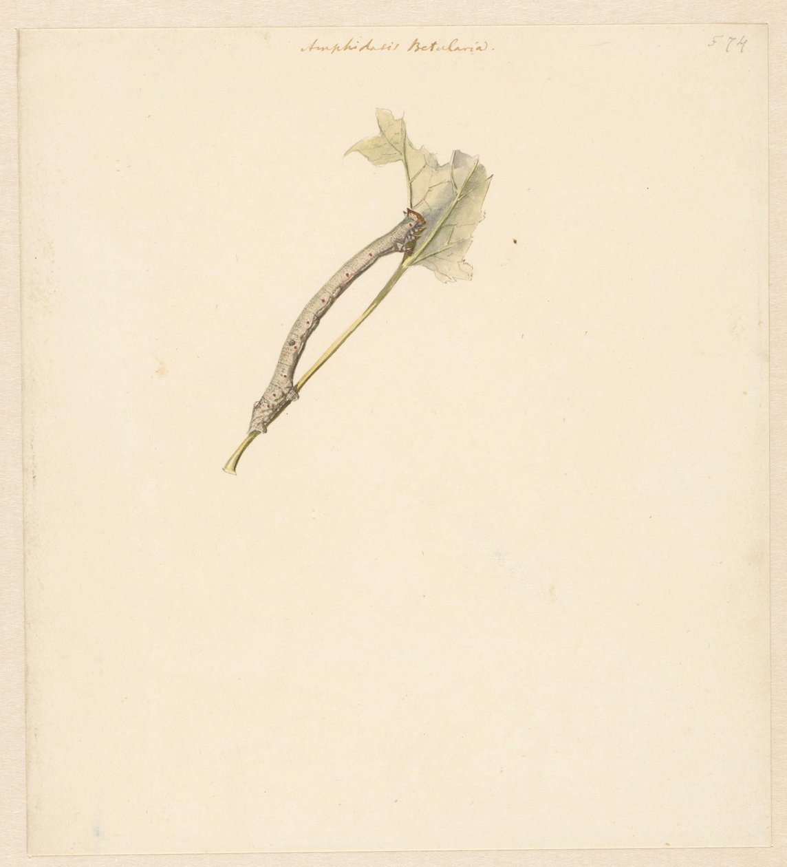 Studieblad träffade rups, Amphidiasis Betularia av Albertus Steenbergen
