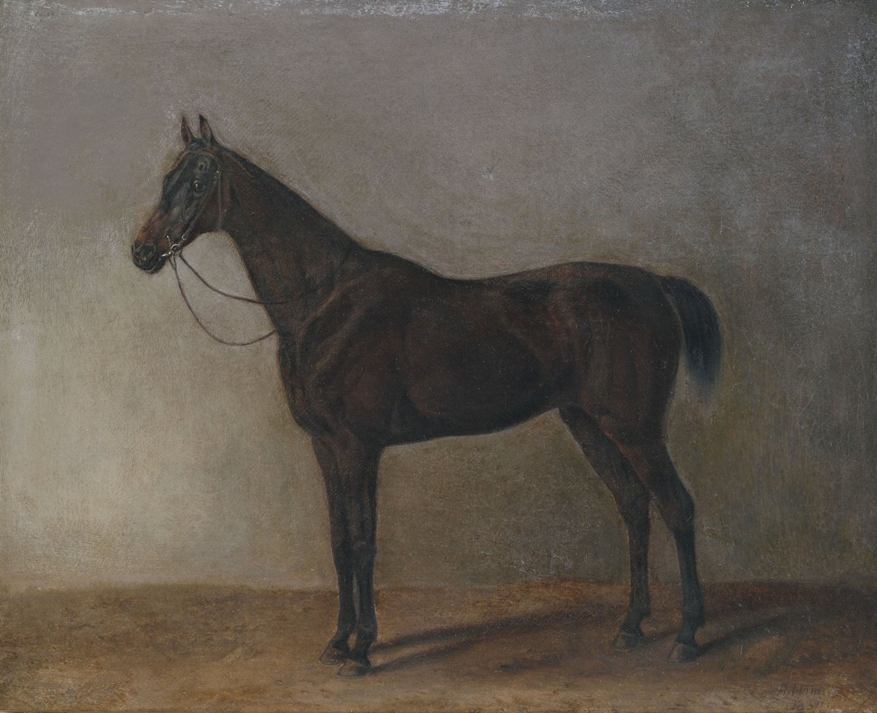 Brauner Wallach av Albrecht Adam