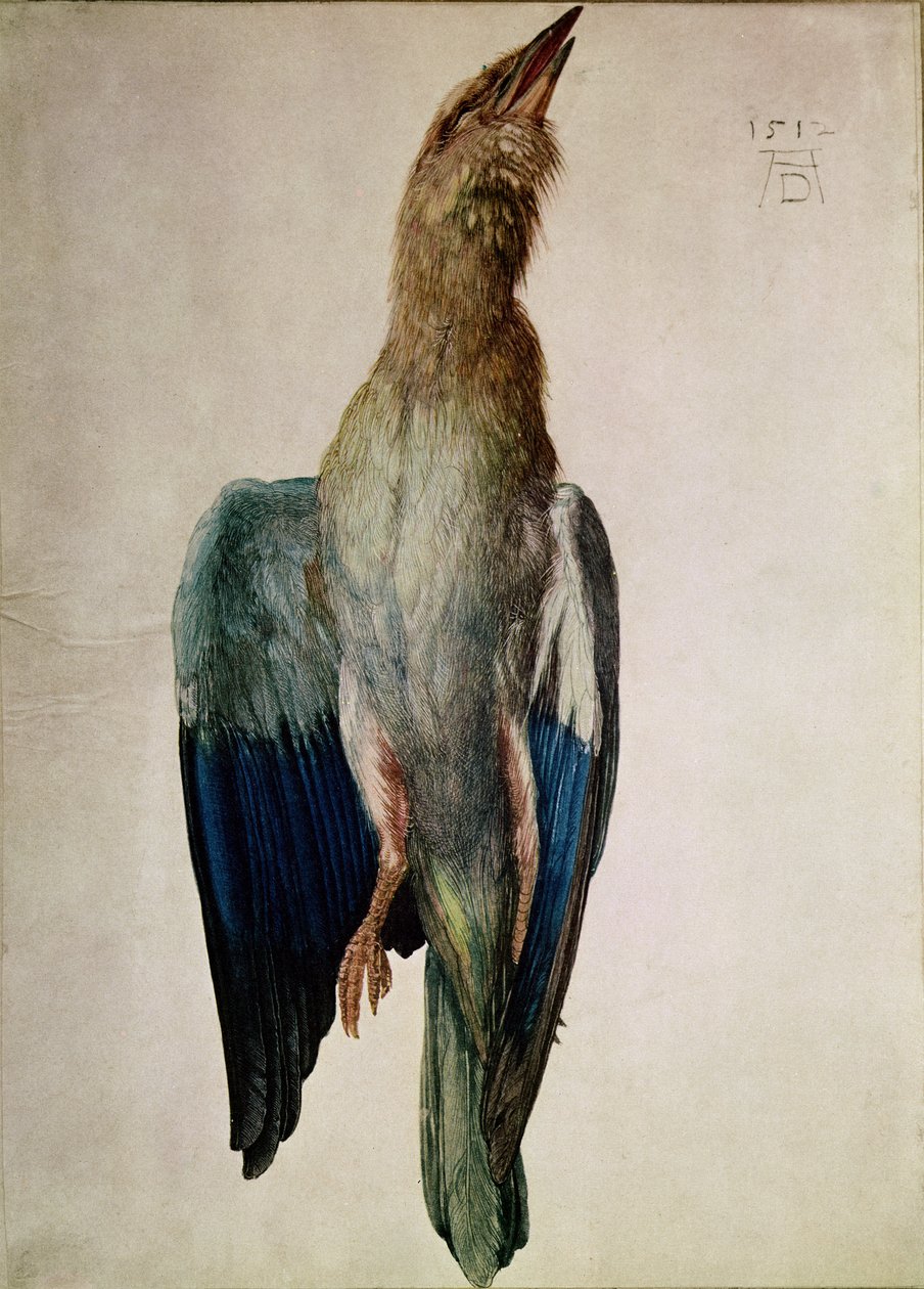 Blue Crow, 1512 (wc och gouache på veläng) av Albrecht Dürer