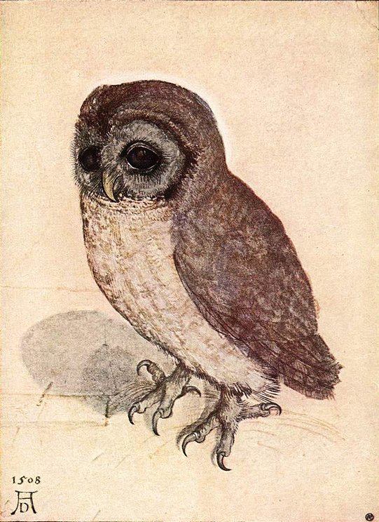 Kleine Eule av Albrecht Dürer