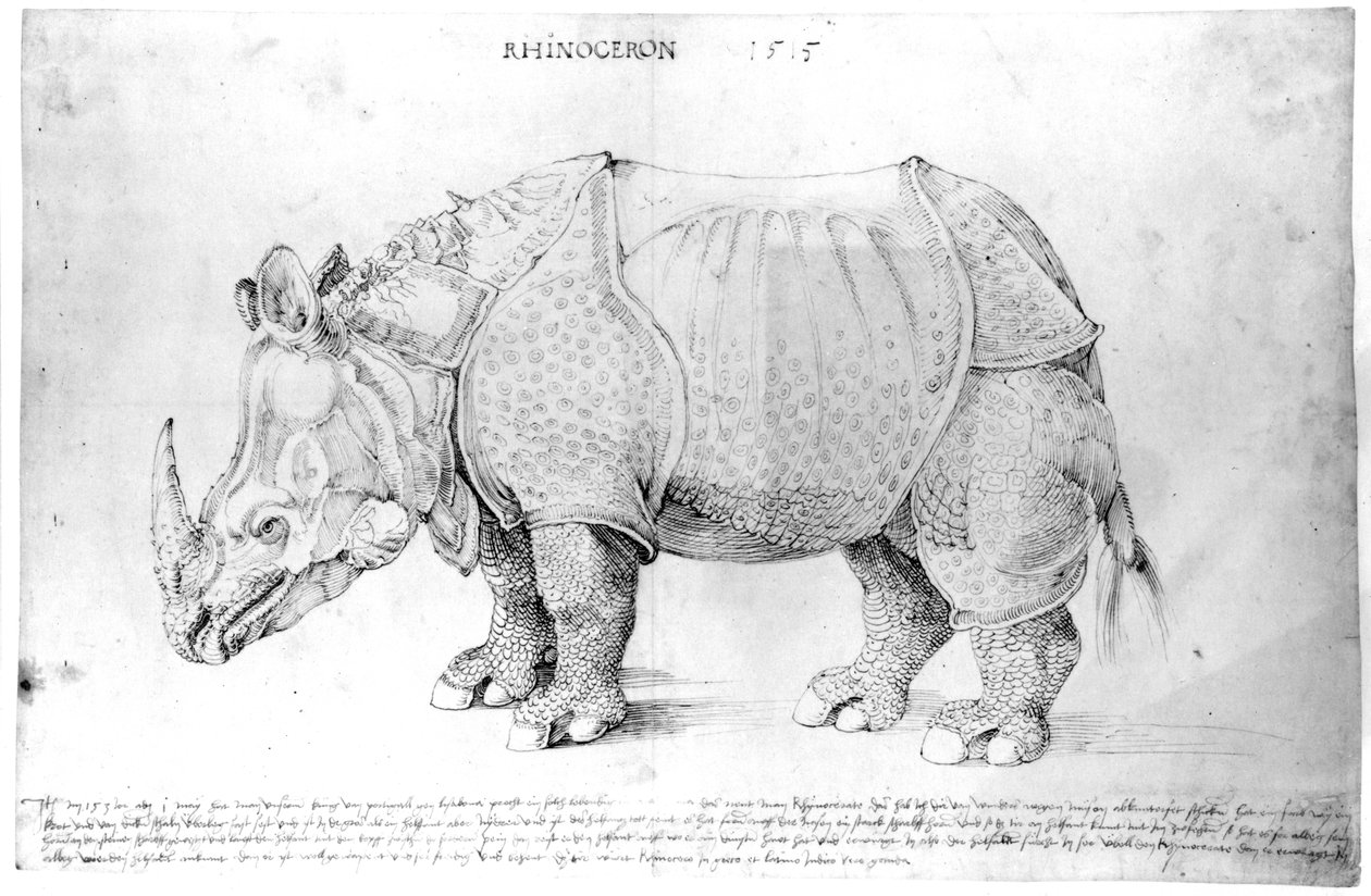 Noshörning, 1515 av Albrecht Dürer