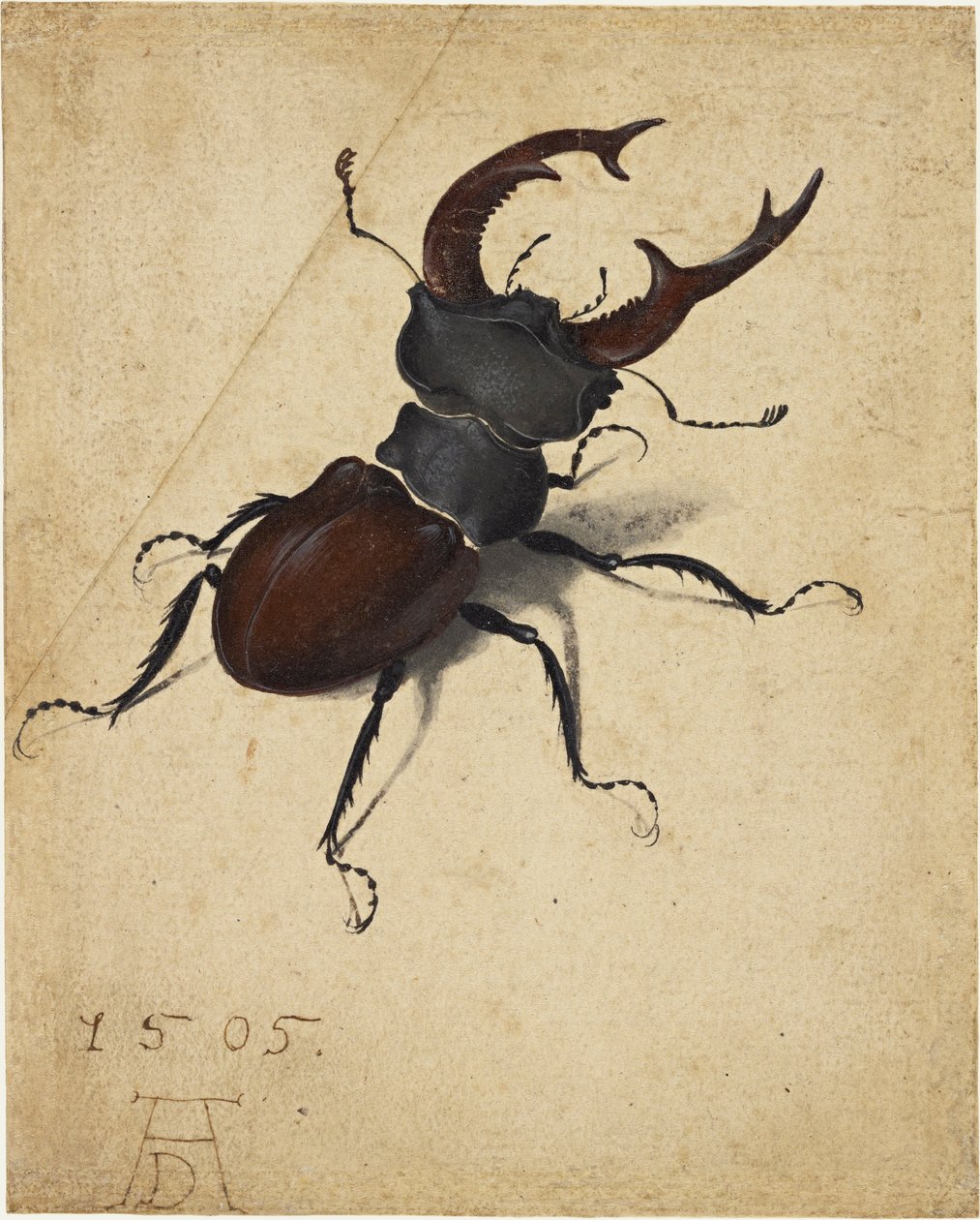 Ekoxe av Albrecht Dürer