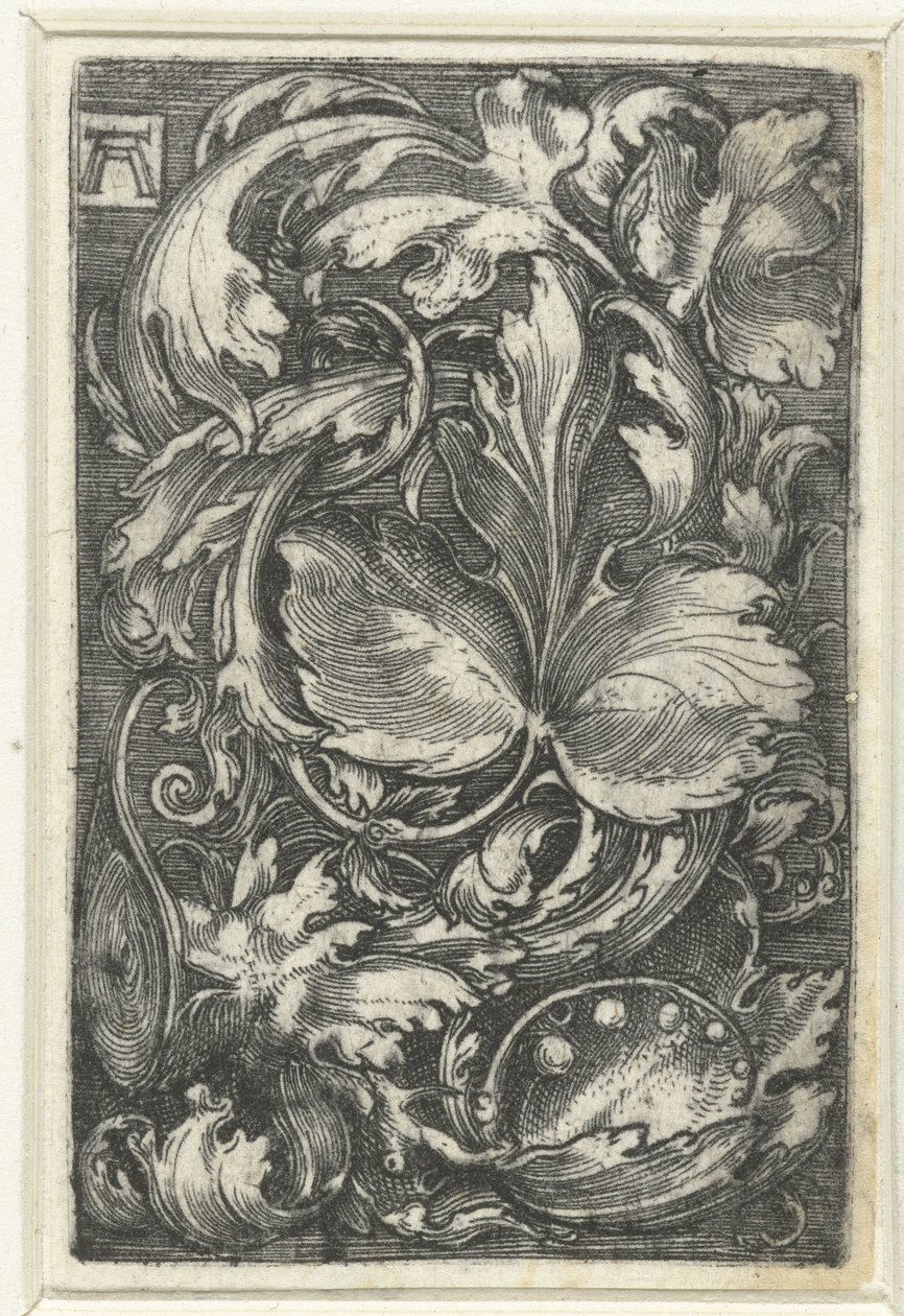 Ornament med bladranken av Albrecht Altdorfer