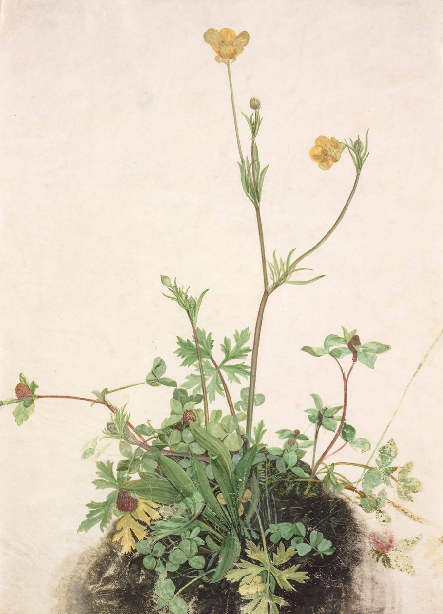 Smörblommor, rödklöver och groblad, 1526. av Albrecht Dürer