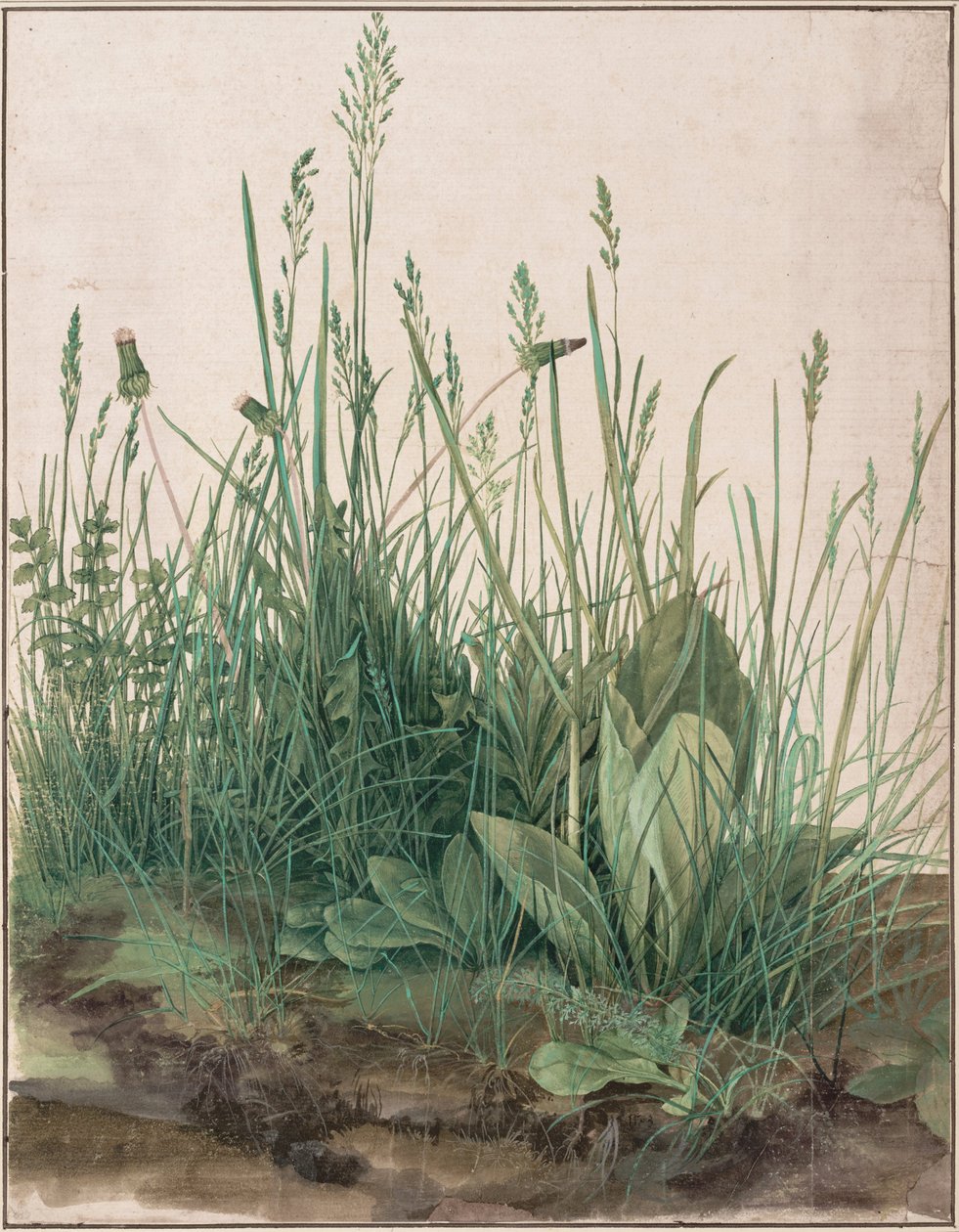 Den stora biten gräsmatta av Albrecht Dürer
