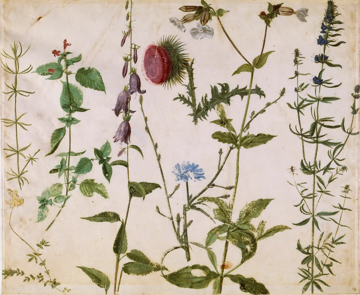 Åtta studier av vilda blommor, ca 1515-1520. av Albrecht Dürer