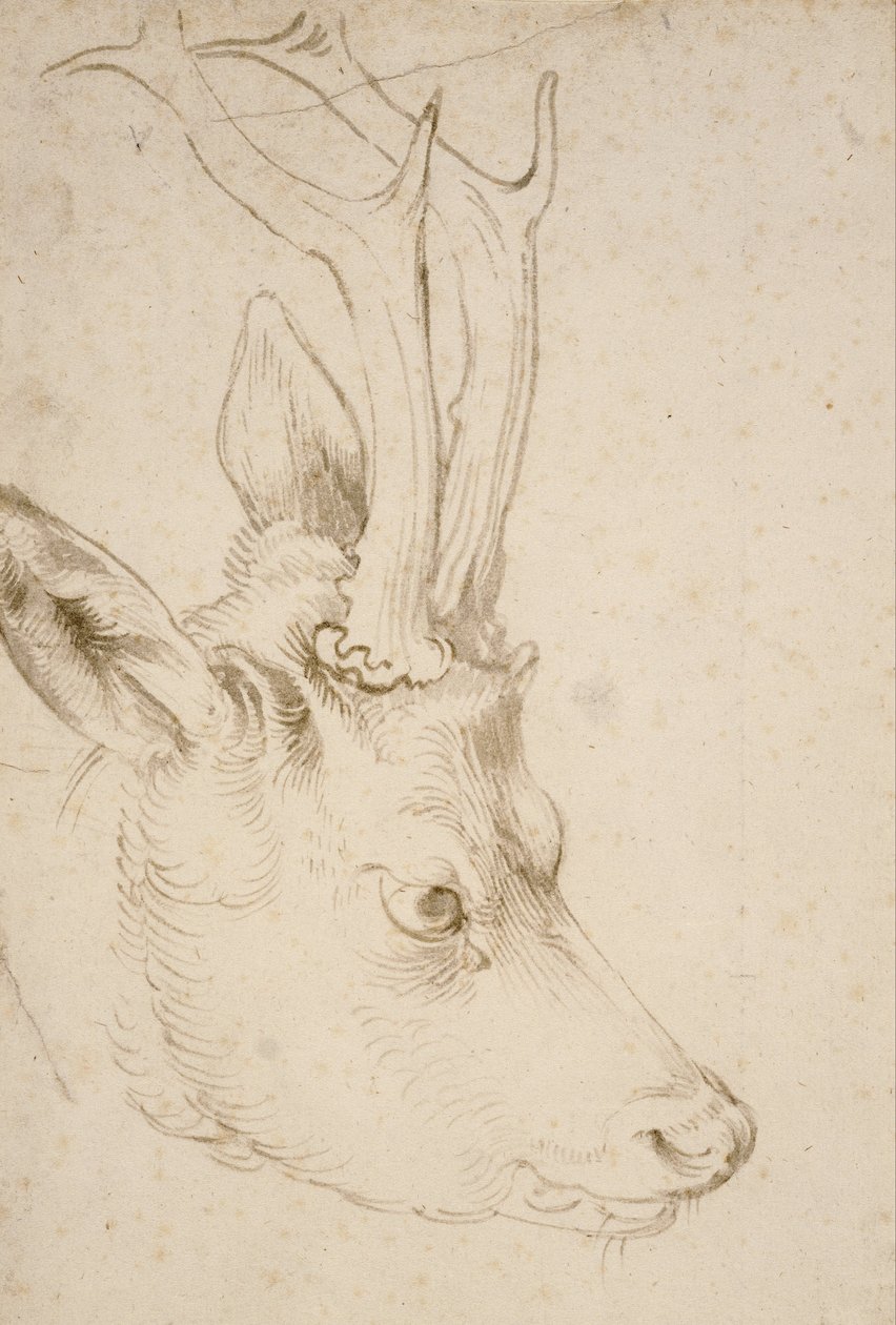 Chef för en råbock av Albrecht Dürer