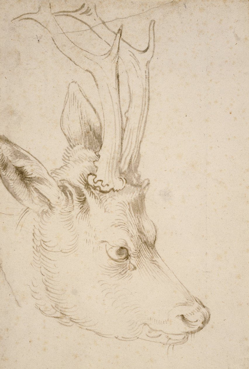 Chef för en råbock, 1503 av Albrecht Dürer