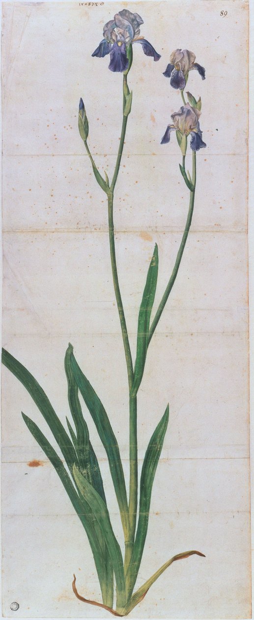 Iris germanica, ca 1503. av Albrecht Dürer