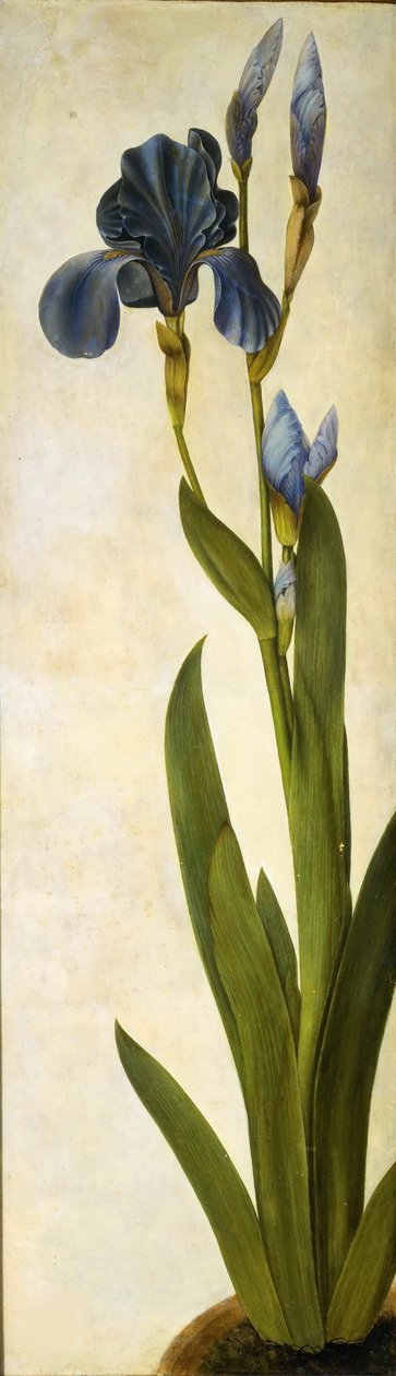 Trojansk iris, ca 1505-1508. av Albrecht Dürer