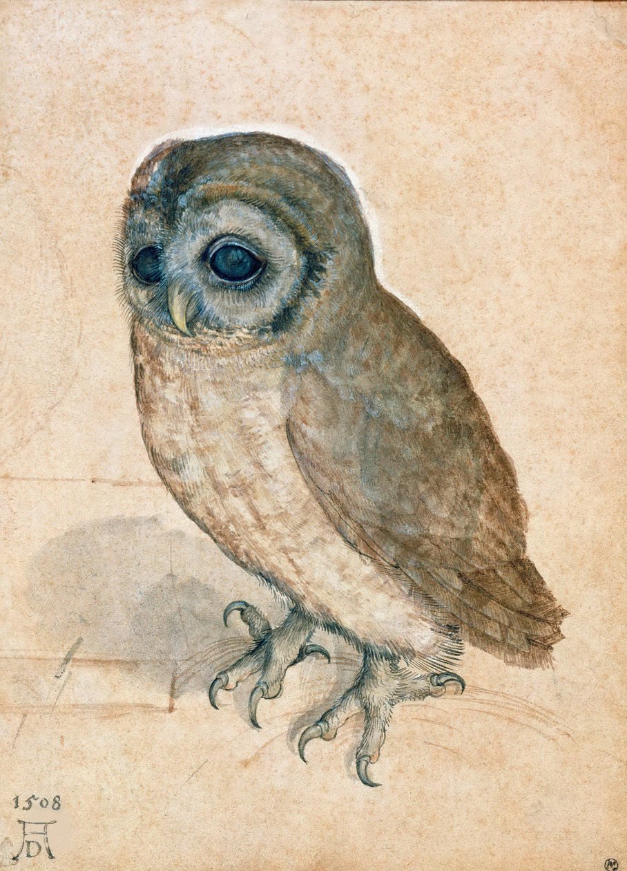 Lilla ugglan, 1508. av Albrecht Dürer